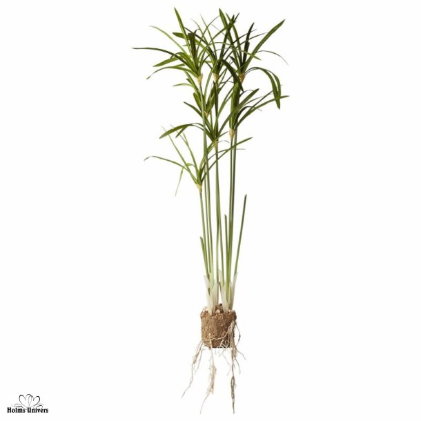 Papyrus plante