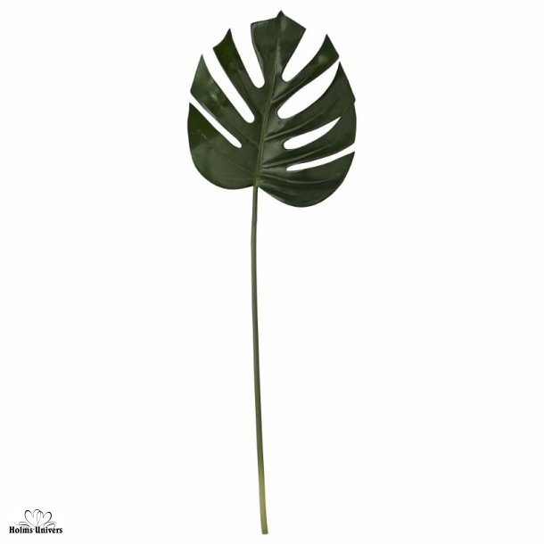 Monstera gren 