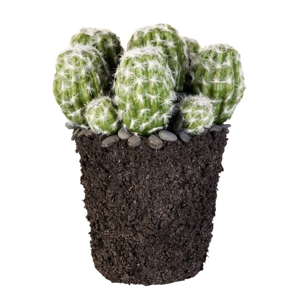  kaktus