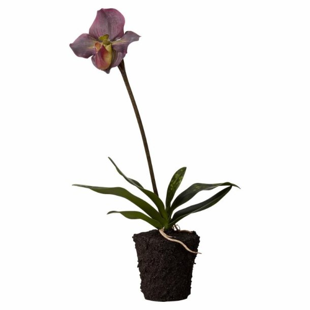 orkide 