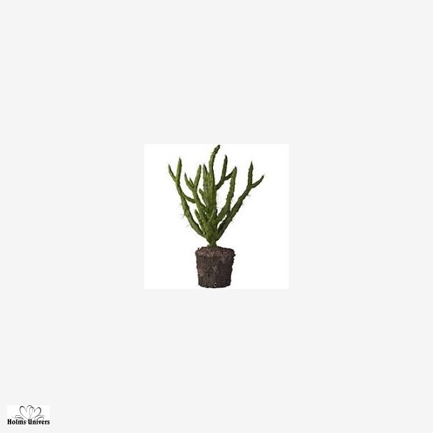 Kaktus plante