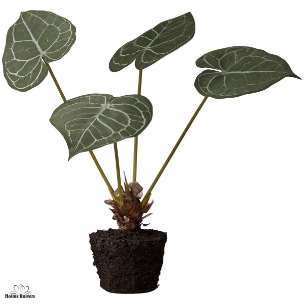 Taro plante