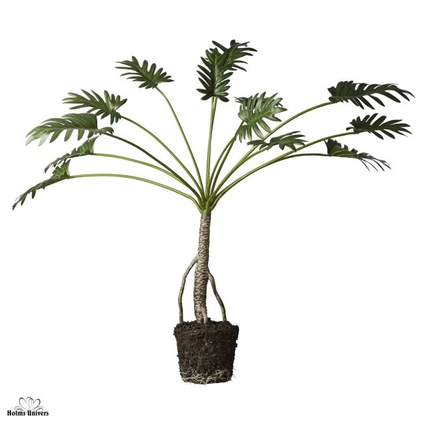 Monstera plante 